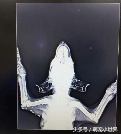 可怜两个月小流浪狗遭人虐待，尽管浑身伤口却不愿放弃生存的希望