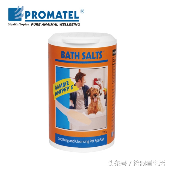 狗狗怀孕期间狗主人们要注意些什么？请爱护这位“准妈妈”