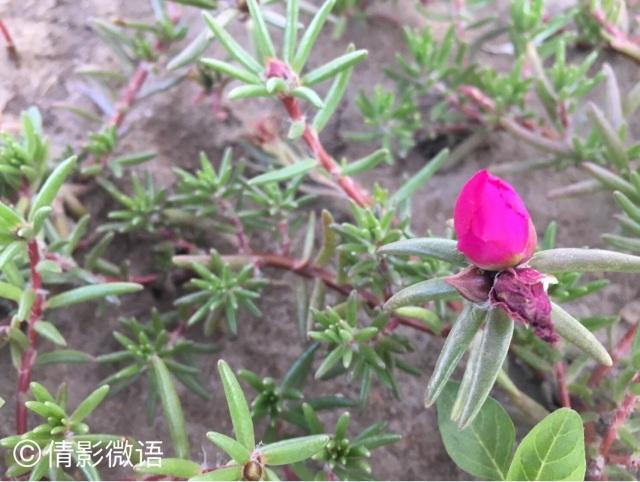 倩影留痕｜承德·丰宁坝上草原游记