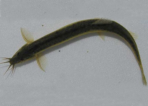 水生生物有哪些简单常见,水生常见生物