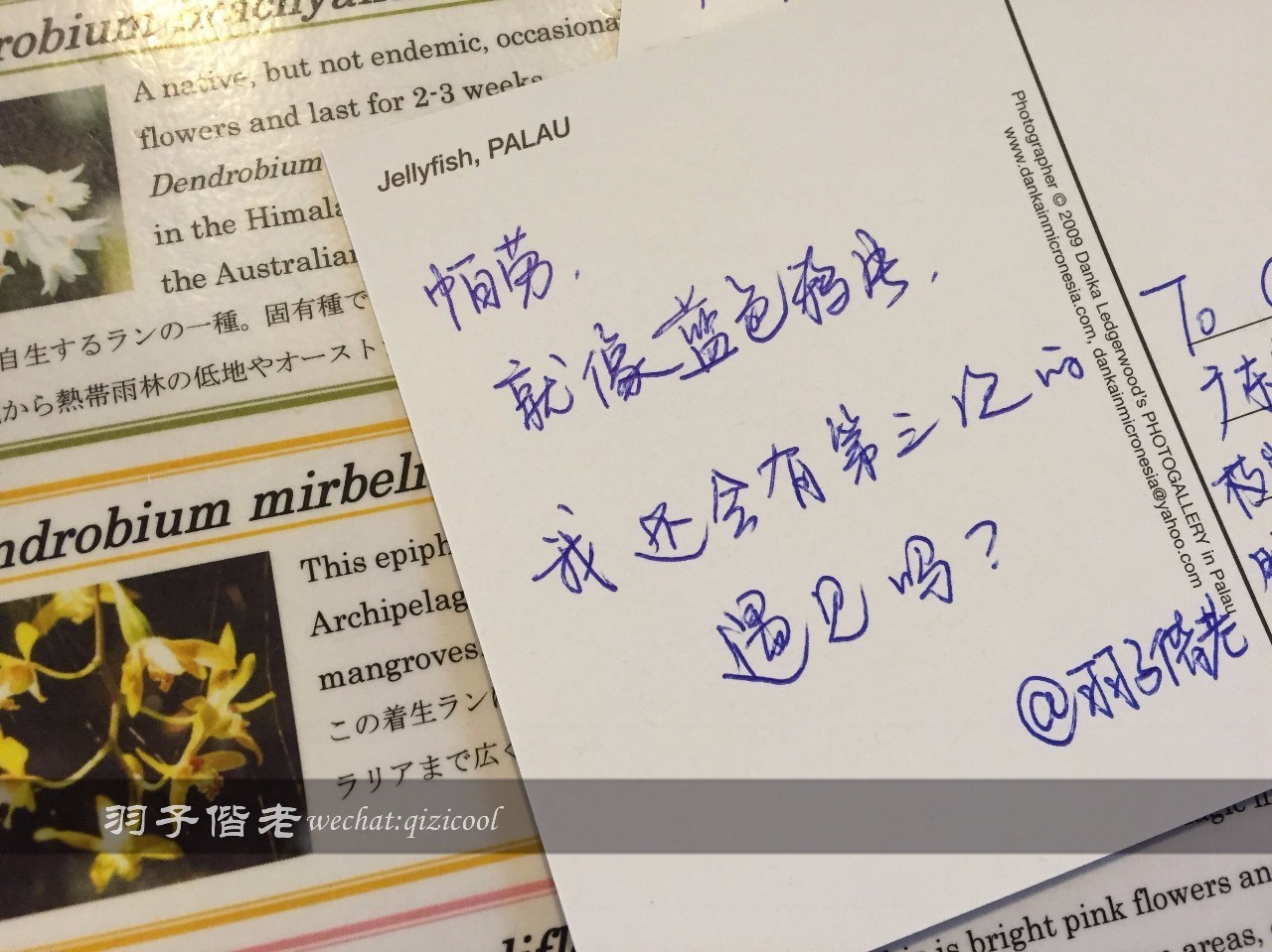 帕劳旅行真实感受,三次帕劳是一种什么体验