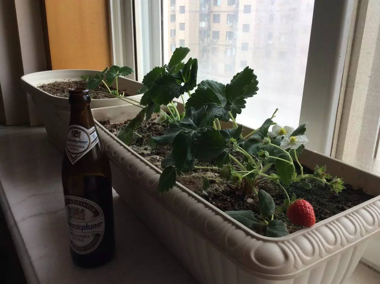 过期饮料能养花吗,过期的牛奶可以养花吗