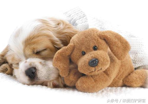 狗狗消瘦的最佳治疗方法,狗狗消瘦还掉毛是什么原因