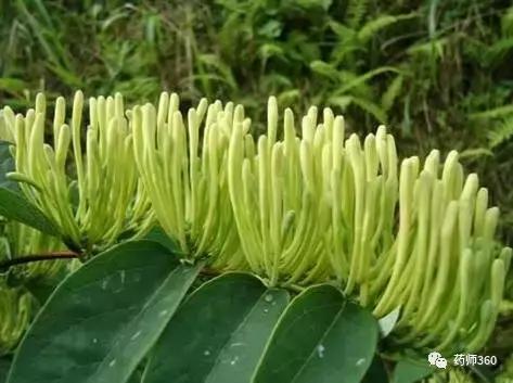 一文读懂：巧辩金银花的真伪与优劣