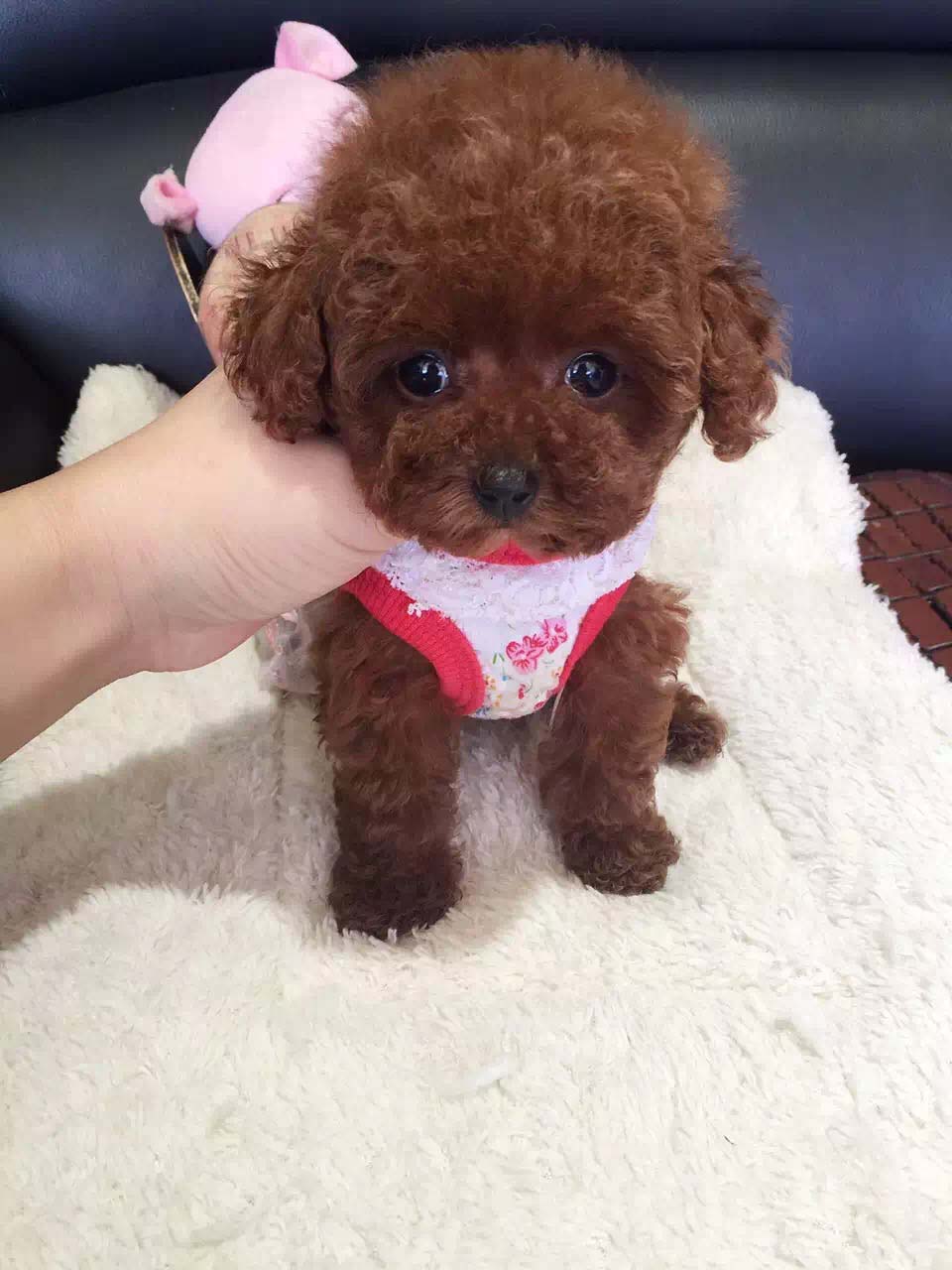 新手养狗须知疫苗,新手养狗须知这三件事不能对狗做