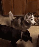 判断哈士奇是不是纯种的方法，很简单很实用