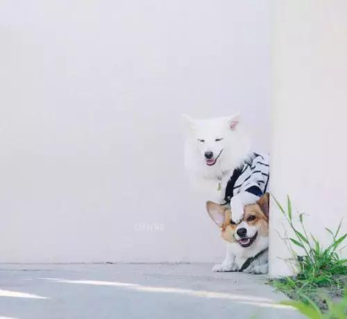 养了一只柯基,养了一只柯基和博美