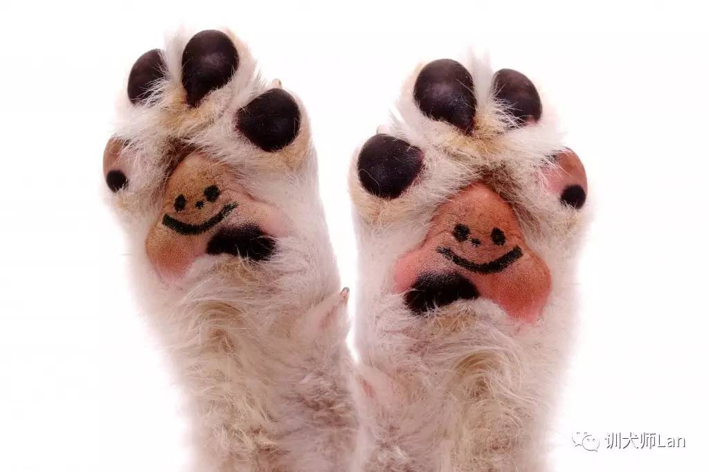 狗狗跛行视频,狗狗跛行多久能好