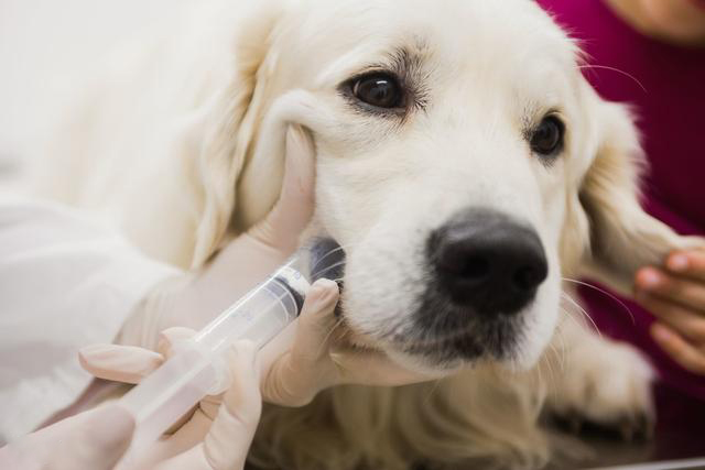 狗狗做绝育有啥并发症,狗狗绝育和猫咪绝育哪个好