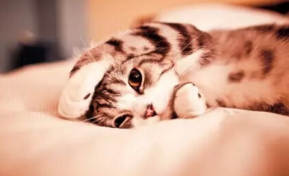 一只全方位无死角美颜的喵,和一只360度无死角的丑猫,对比伤害有多大——简直没眼看了