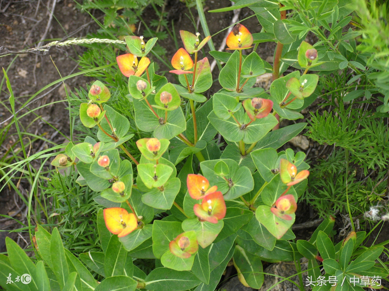 药性歌括四百味清热药,清热燥湿祛风杀虫止痒中药处方