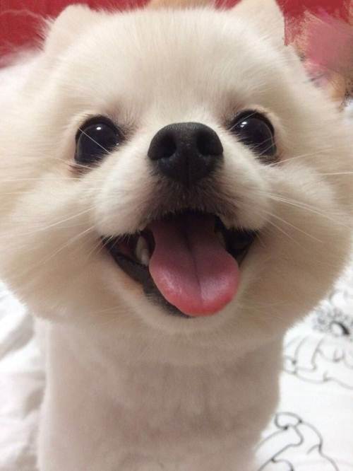 盘点十二星座对应的宠物都是什么,十二星座的专属宠物的图片