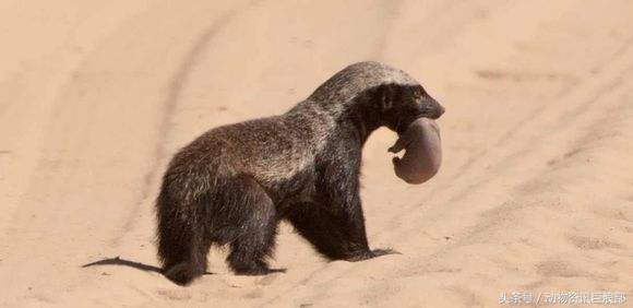 蜜獾厉害还是毒蛇厉害,蜜獾所有蛇都不怕吗