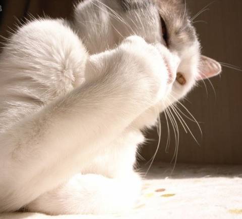 现在做宠物美容师好吗,到底要不要做宠物美容师