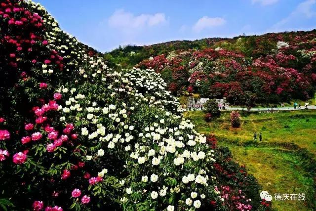 人物｜德庆老摄影人麦庭发对香山情有独钟，退休后每天早上五点登香山，风雨不改