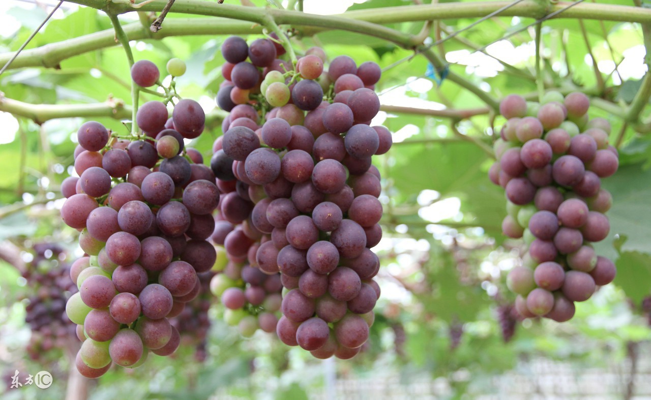 怎么挑选提子,你还不知道怎么挑水果吗