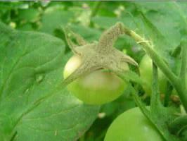 连绵不断的下雨天,露天西红柿怎么安全度过雨天