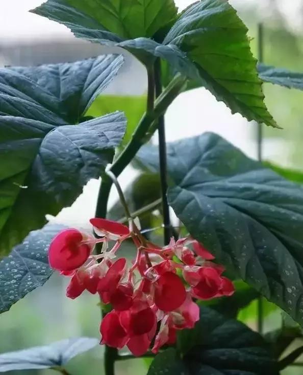 海棠到冬天叶片都掉光了,海棠到夏天就落叶