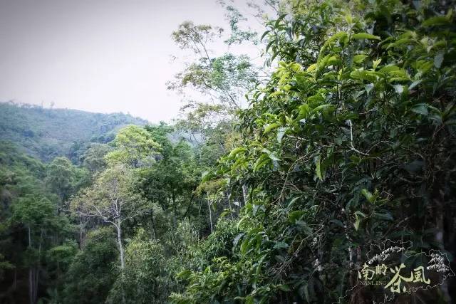 喝起来香醇浓厚的红茶,杏仁香古树红茶