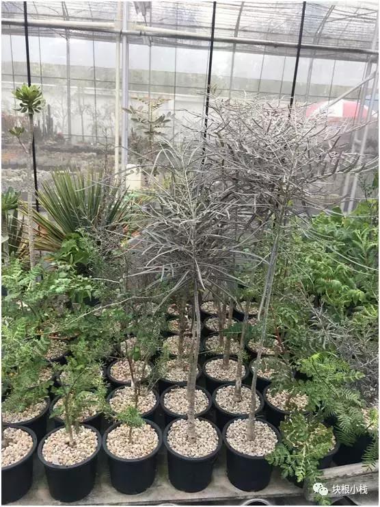 泰国多肉展会,仙人掌与多肉植物新品集粹