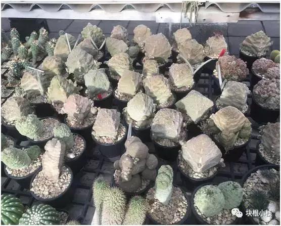 泰国多肉展会,仙人掌与多肉植物新品集粹