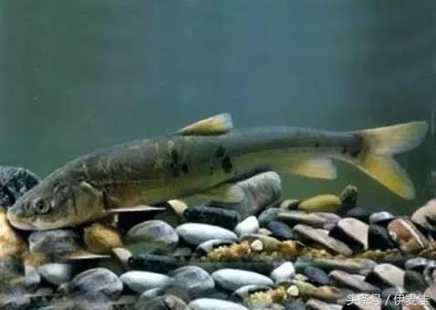 青海湟鱼科普介绍,湟鱼科普小知识