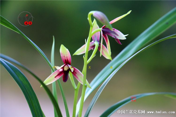 峨眉晨光四季兰品种,四季兰红舌精品欣赏