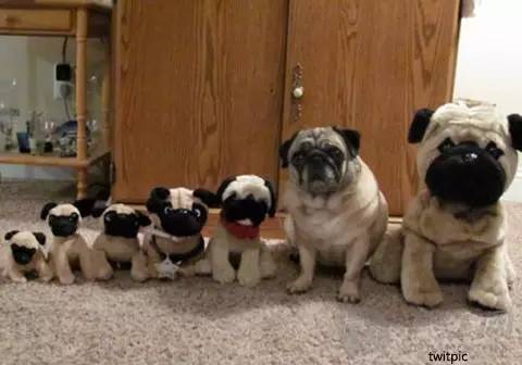 我居然开始羡慕一只狗了……