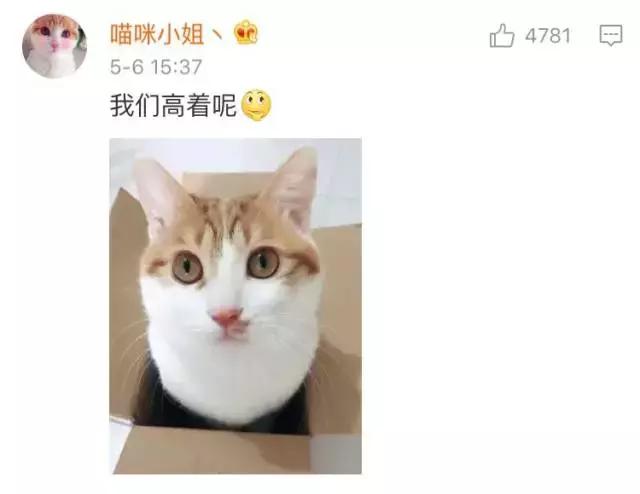 成都流浪猫割双眼皮后的图片,给流浪猫割双眼皮