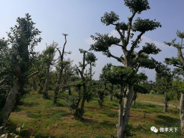 全国网络媒体孝感行：跟着媒体大咖们继续前进，原来咱们孝感的县市区也发展的如此迅速！