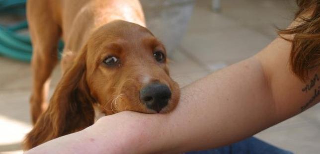 中国每年死于狂犬病至少2000例，咬伤后不在意，病毒可潜伏几十年