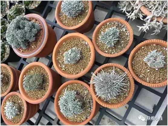 泰国多肉展会,仙人掌与多肉植物新品集粹