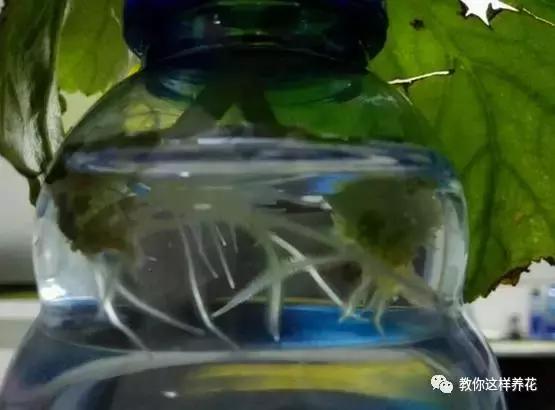 海棠到冬天叶片都掉光了,海棠到夏天就落叶