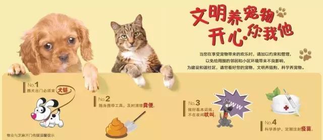 为什么原来喜欢狗现在不喜欢了,为什么那么多人不喜欢狗