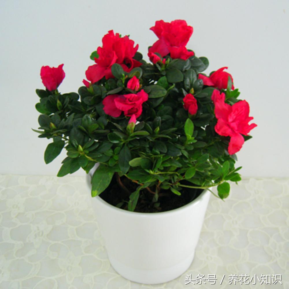 绿萝净化甲醛测评,绿萝吊兰去甲醛测评