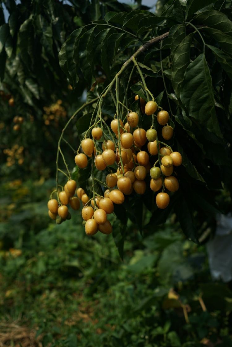 瀵诲懗閮佸崡鍘垮煄,瀵诲懗椤哄痉榛勭毊
