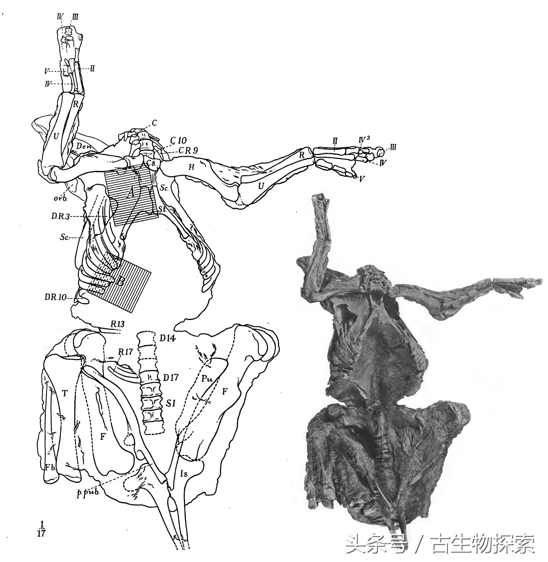 白垩纪的五大暴龙,白垩纪霸王龙是最强吗