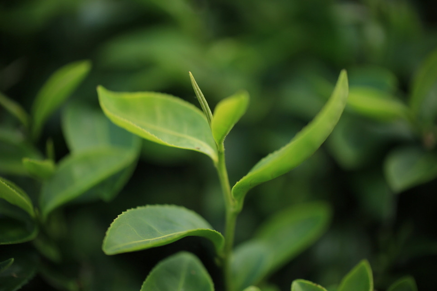 茶语说生活,茶语生活完整版