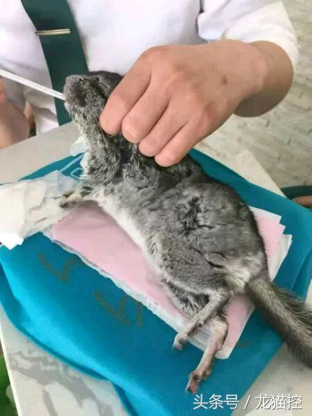 龙猫中暑一般要恢复多久,龙猫中暑解决视频