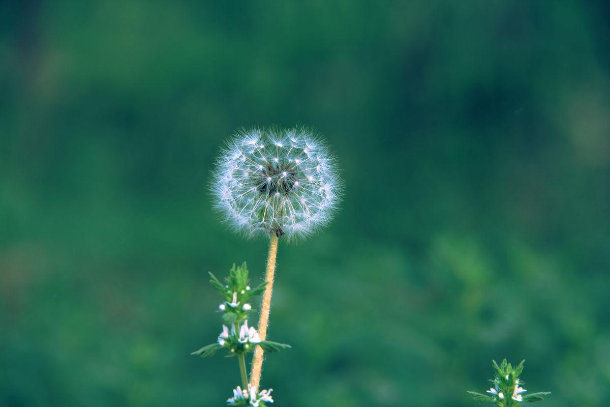 各种常见的花语,一些花的花语