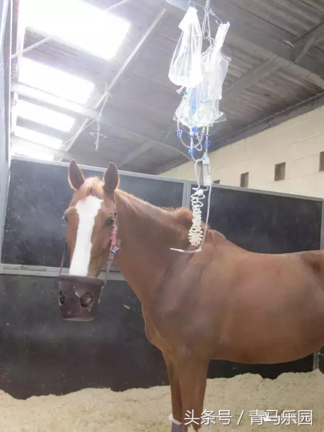 马生病怎么办最有效,马生病并发症