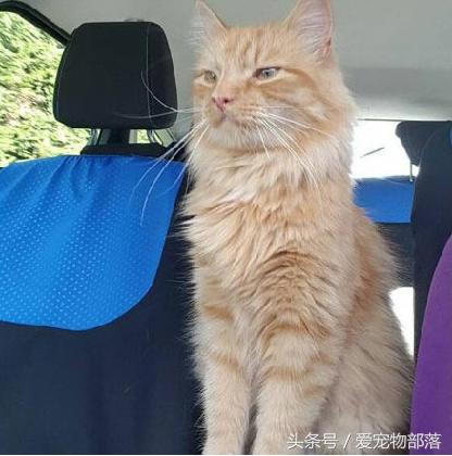 鍙互鎷夐洩姗囩殑鐚挭,浼氭媺闆﹪鐨勭尗