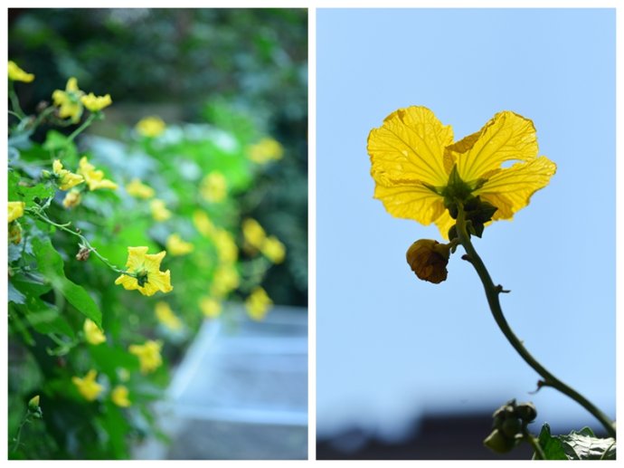 植物美图笔记~各种瓜（葫芦科植物）