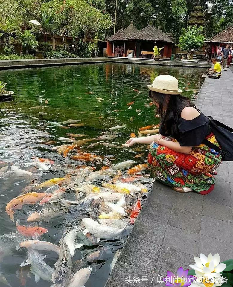 不会撩妹的锦鲤，不是一条好锦鲤！