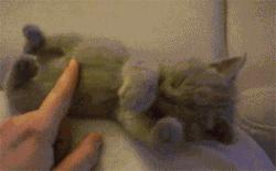 被猫抓伤了需要打疫苗吗,孕期被猫咪抓伤需要打疫苗吗