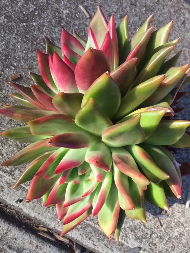 多肉植物澳大利亚墨尔本,墨尔本多肉