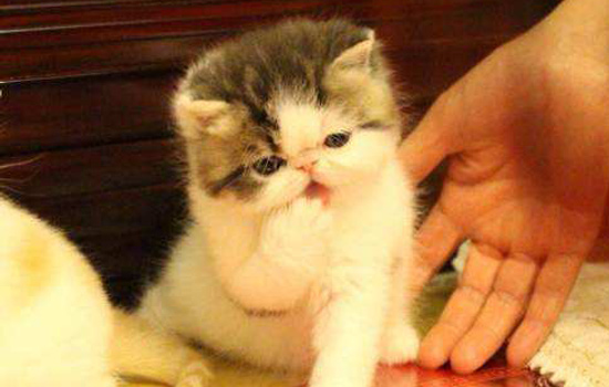 猫咪贫血怎么改善,什么原因会导致猫咪贫血