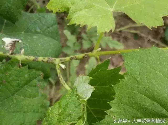 葡萄果实褐色怎么回事,葡萄花梗变褐色什么原因