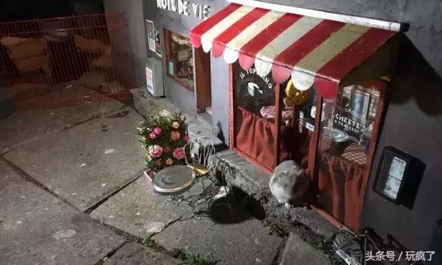 这些店贼傲娇,只接待一个贵宾——老鼠