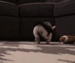 人见人爱的狗叫什么名字,人见人爱的田园犬